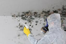 Why You Should Choose Our Mold Remediation Services in St John, IN